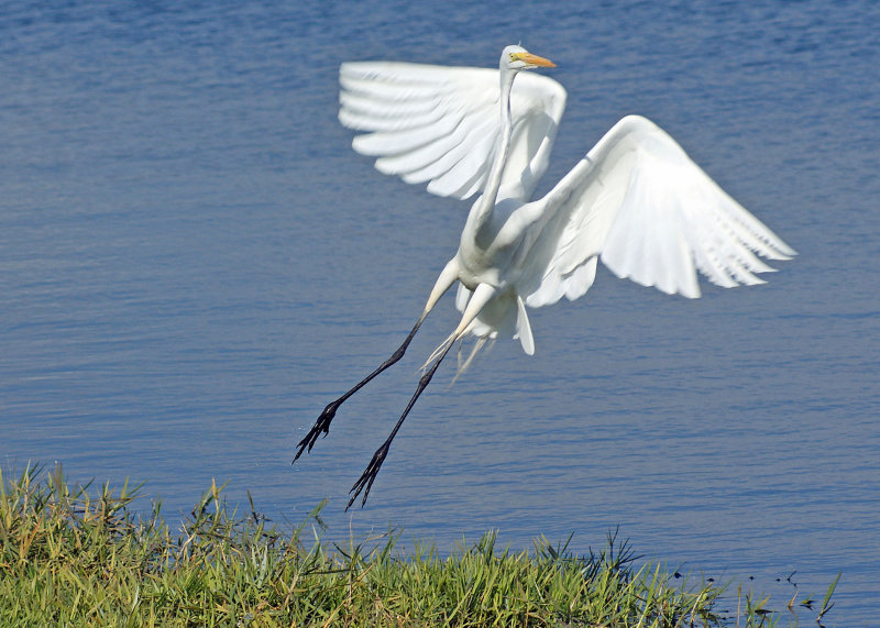 Egret coming in for landing