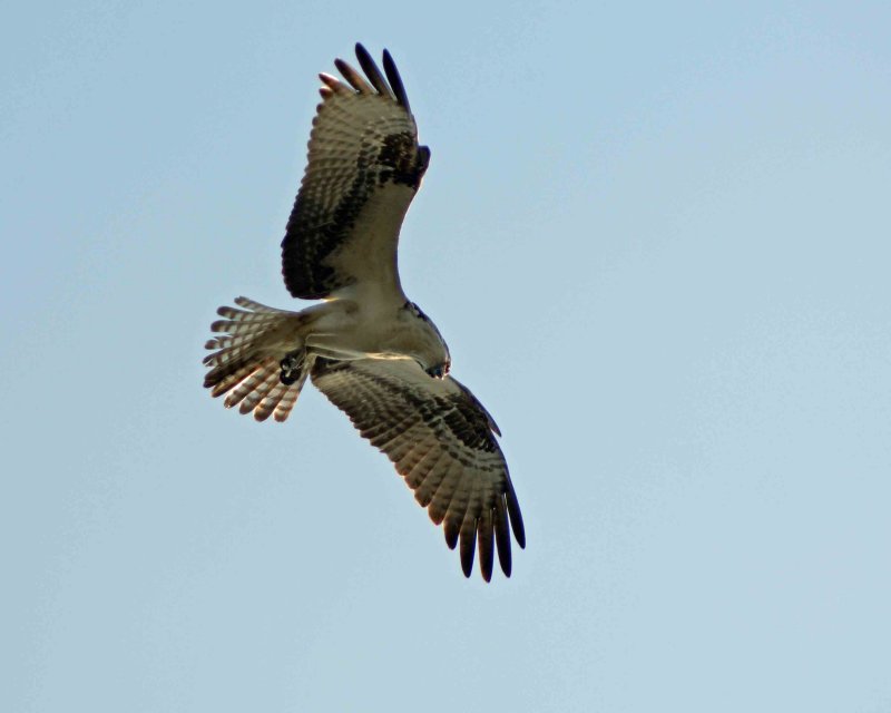 An Osprey looking down at prey