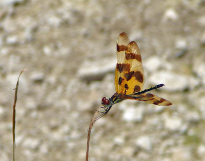 Dragonflies