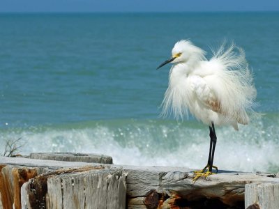 Fluffy Egret enjoys a day at the beach.jpg
