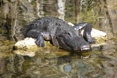 Alligator in the Everglades