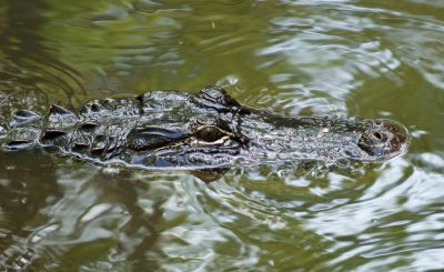 Alligator floating in an Everglades slough