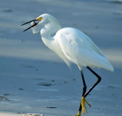 Egret with a fish on Naples beach Florida