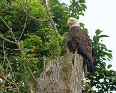 BALD EAGLE ON STUMP IN WASHINGTON