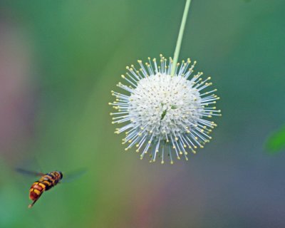 Bee aiming for the Buttonbush