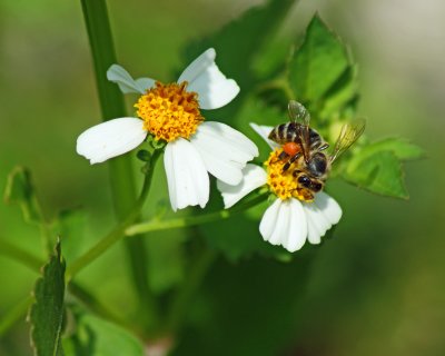 Bee on flower at Corkscrew Sanctuary