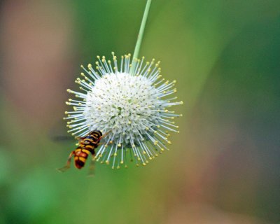 Almost there...bee heads into buttonbush