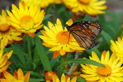 Monarch butterfly yellow daisy a.jpg