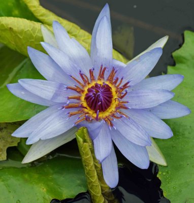 blue lily a.jpg