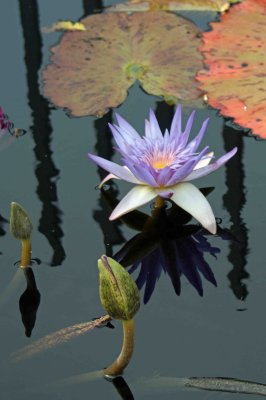 buds and lily pads a.jpg