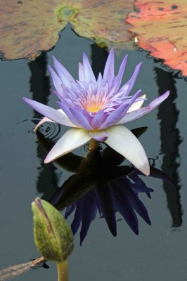 lily pads and bud a.jpg