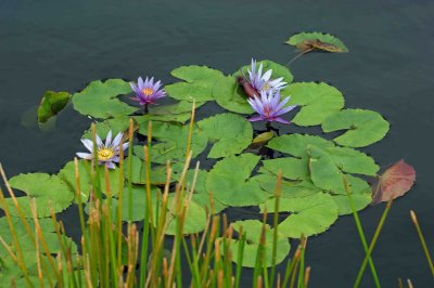 purple lilies and reeds a.jpg