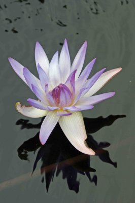 purple lily a.jpg