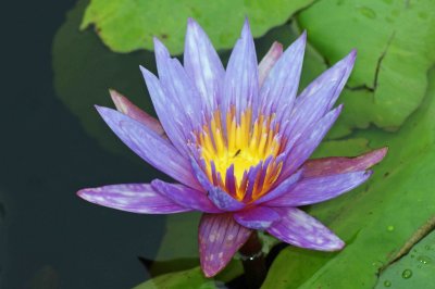 purple yellow lily a.jpg