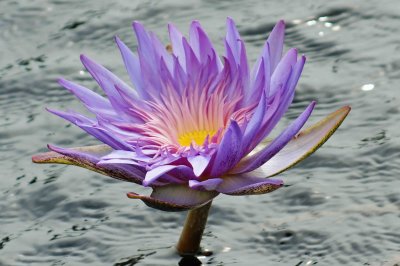 water lilies a.jpg