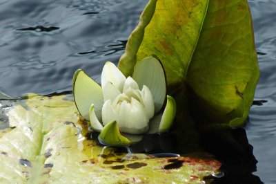 Water Lily a.jpg