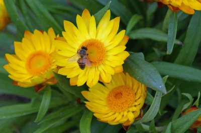 Bee enjoys a trio of yellow orange daisys