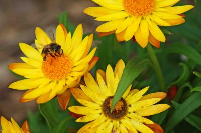Honey bee on beautiful orange yellow daisy