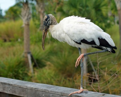 Wood stork posing with foot up