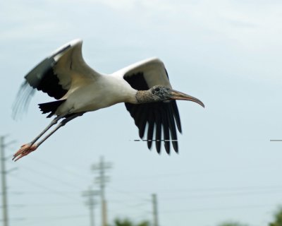 Woodstork cleared for Lift Off 