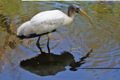 Wood stork and its reflection