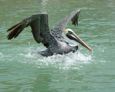 Pelican landing...Touch down...