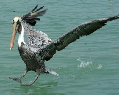Pelicans around southwest Florida