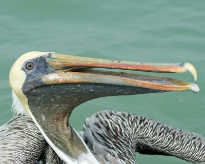 Pelican with open mouth 