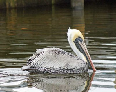 Pelican profile in Naples Bay