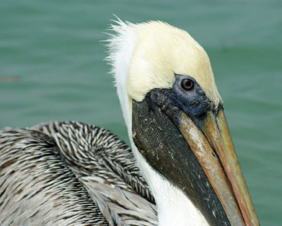 Pelican pretty profile shot