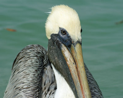 Pelican Pretty 