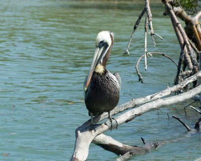 Pelican resting on a mangrove branch