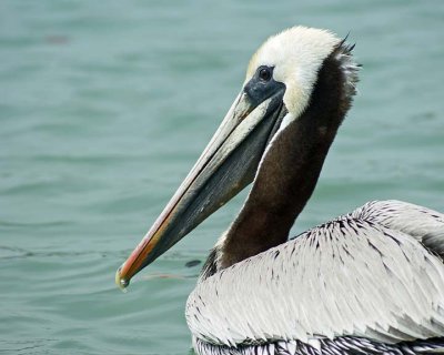 Pelican Portrait 