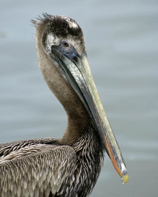 Pelicans around southwest Florida