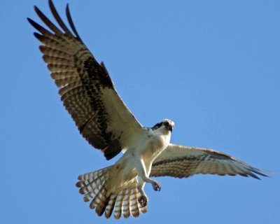The Osprey has spotted a fish