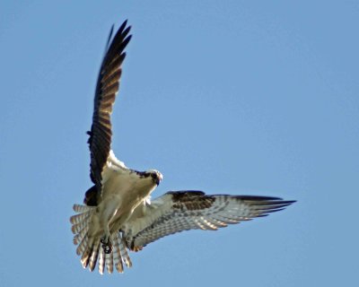  Osprey has eye on target