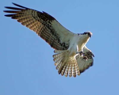  Osprey has target in sight and extends legs and talons.
