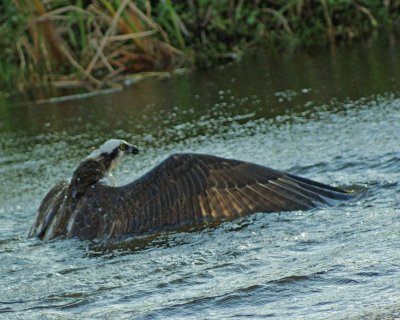  Osprey dives into the water after fish.