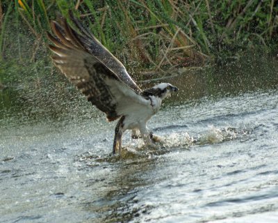 Osprey is coming out of water with fish in his talons.