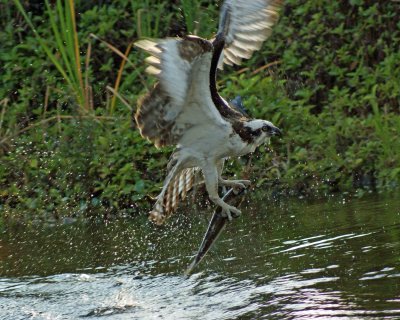 The Osprey is lifting off the water with fish in his talons.