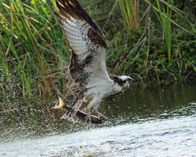 The Osprey flies with prize in talons.