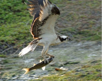 A great raptor in flight.