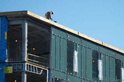 2009-03-13 Rooftop