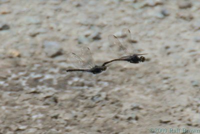 Dragonfly mating flight