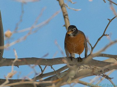 2010-02-19 Robin