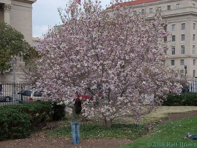 National Sculpture Garden