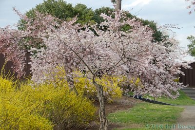 Blooming