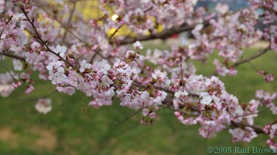 Cherry Blossoms Blooming