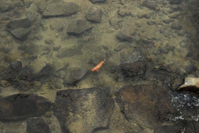 Miyagawa River Koi 061.jpg