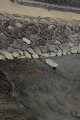 Miyagawa River Koi 064.jpg